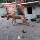 날으는돈까스 이미지