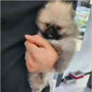 버디독 강아지분양 안심분양센터 김포점 이미지