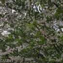 다육꽃세상 이미지