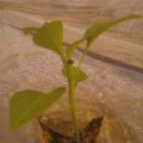 맛디아농장 이미지