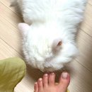 데일리네일(Daily 네일) | 이천네일샵 데일리네일 파우더 젤페디 후기