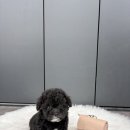 야옹아멍멍해봐삼각점 이미지