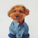 도그스타 이미지