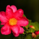 이화원(온실) 이미지