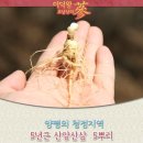 용문산산양산삼