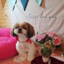 개팔자 상팔자 이미지