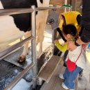 상몽농장 | 아이와 가기 좋은 농장 추천/당진 태신목장 아그로랜드/우유농가 카페