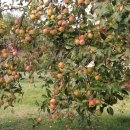 월천농장 이미지