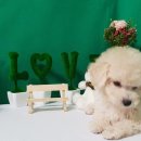 더폼나고 더폼나개 이미지