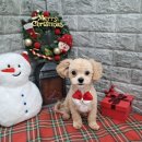 비플루피 이미지