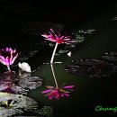수련 Daum카페