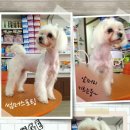 말티스토리 이미지