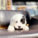 인천강아지분양 고양이분양 24시 데려가개 청라점 이미지