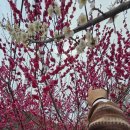매화원동마을 | 양산 원동마을 봄꽃 매화축제 3월초 벽화마을 다녀온 후기