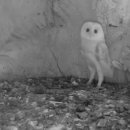 천둥소리 이미지