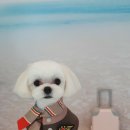 그루밍 애견미용 이미지