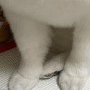 쌍금이네 이미지