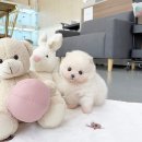 인천강아지분양 부천강아지분양 강아지분양 강아지책임분양 말티즈분양 말티푸분양 말티푸 포메라니안분양 포메분양 미니말티즈분양 이미지