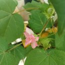 시월愛 가을을 그리다 | 꽃이 된 사랑(花成愛) / 燕巢洞
