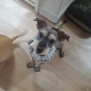 삐삐 펫살롱 이미지