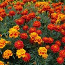 메리골드 이미지