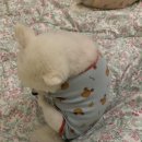 진화담컴퍼니 | 흩날리는 꽃잎을 잡는 법