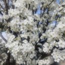 꽃피는부동산중개 이미지