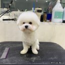돌리샵 이미지