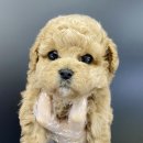 야옹아멍멍해봐(원성점) 이미지