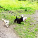 퍼피애견샵 이미지