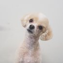 우장동물병원 이미지