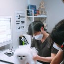 한국동물선진의료연구소 네이버블로그