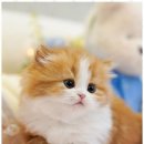 아띠캣 이미지