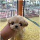 배곧애견샵 이미지