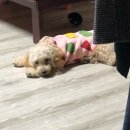 페시얌