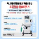 킨텍스꿈동물병원 | 일산 강아지 슬개골 탈구 수술, 십자인대 수술 후기 [킨텍스 쿨펫 동물병원]