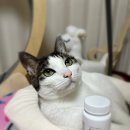 토루 | 고양이 신부전 원인과 증상은? 고양이 신장 건강 영양제 닥터토루 급여후기