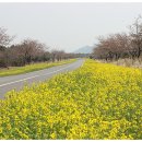 [제주여행] 유채꽃(정석항공관~가시리) + 나목도식당(갈비+생고기) 이미지