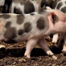 예쁜돼지 이미지