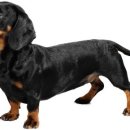 닥스훈트(DACHS HUND) 이미지