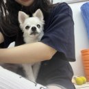 발레스탠스 이미지