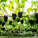 영동관광(주) 이미지