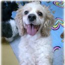 로즈와 나 이미지