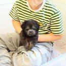행복한강아지 | 대구강아지분양후기 행복한 이야기