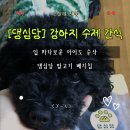댕심당 | [댕심당] 강아지간식 추천｜무방부제 말고기 베지칩 건강한 수제 간식 후기