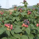 주동농장 이미지