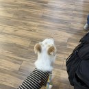 개 친절 펫택시 이미지