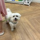 늬들이 더 좋아하는 곳/24시 반려동물무인용품점 강변역 돕스토어