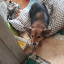 강아지세상 이미지