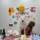 멍크라운 이미지